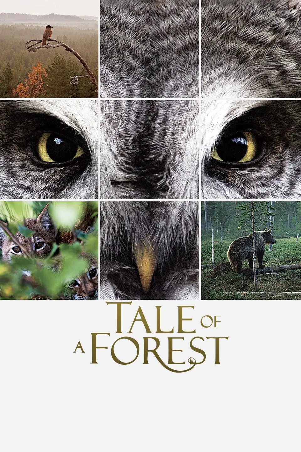 《森之传说》：少女觉醒，以爱之名守护奇幻森林的古老魔法与破碎命运